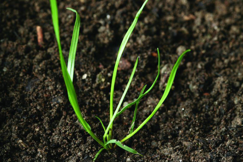 Ryegrass - Annual